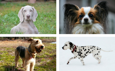 The Origins of 10 Nicknames of Dog Breeds | Pet Care ...