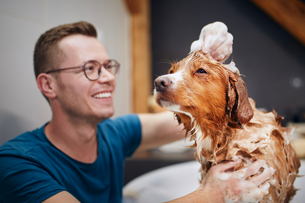 Pet care sales at luna park